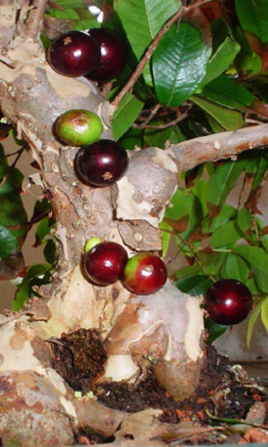 Red Jaboticaba Tree