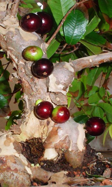 Red Jaboticaba Fruit on the tree