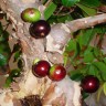 Red Jaboticaba Fruit on the tree