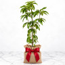 Mango Tree Bombay Indian Variety Grafted