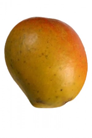Mango Tree Bombay Indian Variety Grafted