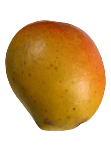 Bombay Mango Fruit