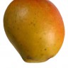 Bombay Mango Fruit