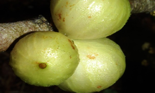 White Jaboticaba Fruit