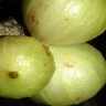 White Jaboticaba Fruit
