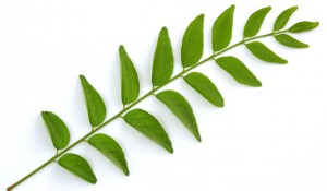 Curry Leaf/Limro Tree