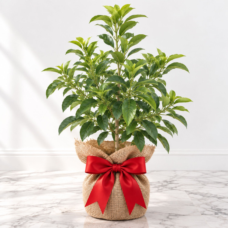 Avocado Tree Lula Variety Grafted