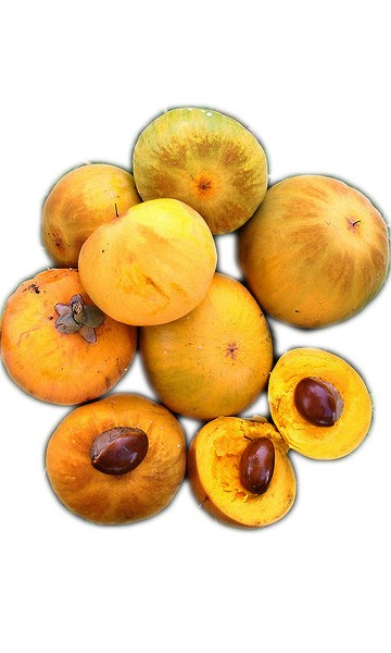 Ross Sapote Fruit
