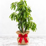 Mango Tree Nam Doc Mai Variety Grafted