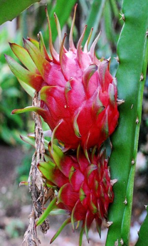dragon fruit cactus