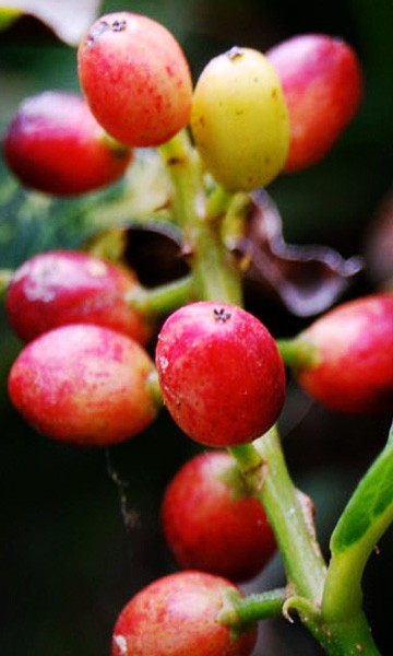 Antidesma Bignay Fruit