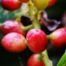 Antidesma Bignay Fruit