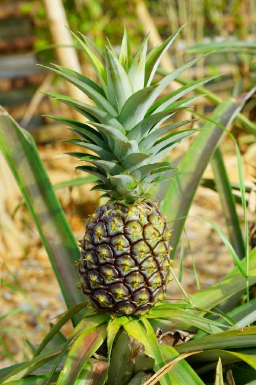 Pineapple Plant Pineapple Plant