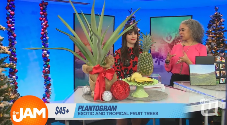 Pineapple Plant Pineapple Plant