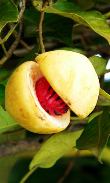 Nutmeg on the tree