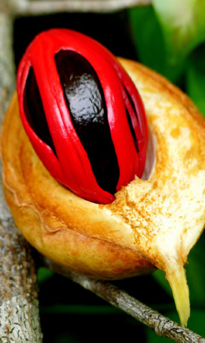 Fresh Nutmeg 
