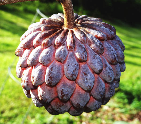 Red Custard Apple Tree