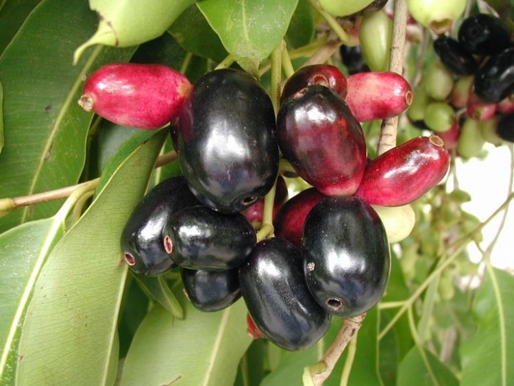 Jamun Fruit Jambolan Plum