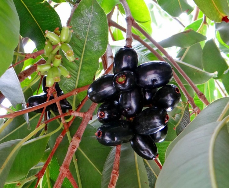 Jamun Fruit