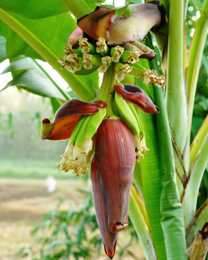 Banana Flower