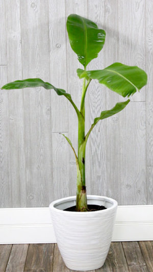 House or Office Plant Banana Tree 30 cms Musa dwarf Tropicana Indoor Plant