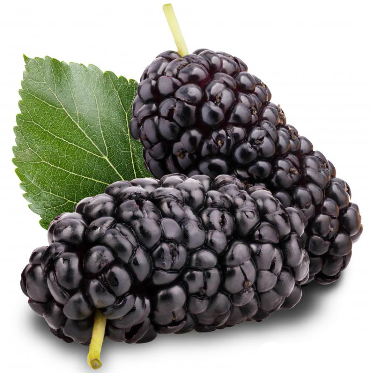 Giant Mulberry