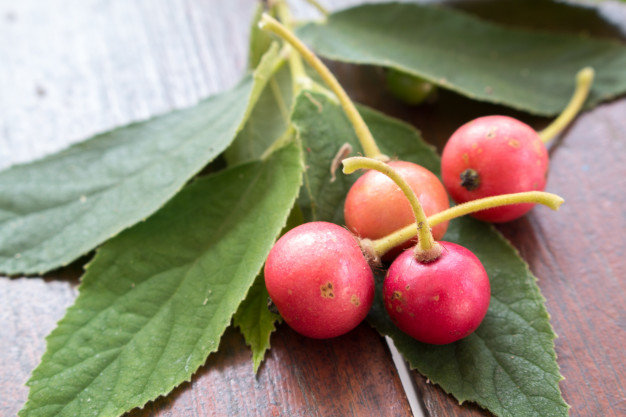 Strawberry TreeJamaican Cherry Tree  Strawberry TreeJamaican Cherry Tree