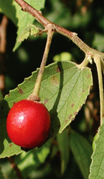 Strawberry fruit Strawberry fruit
