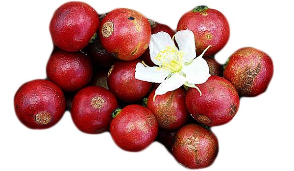 Strawberry fruit Strawberry fruit