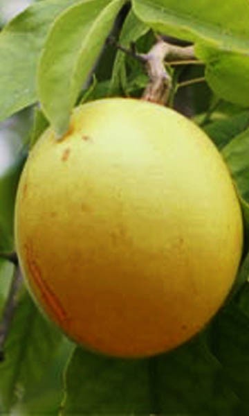 Bael Fruit