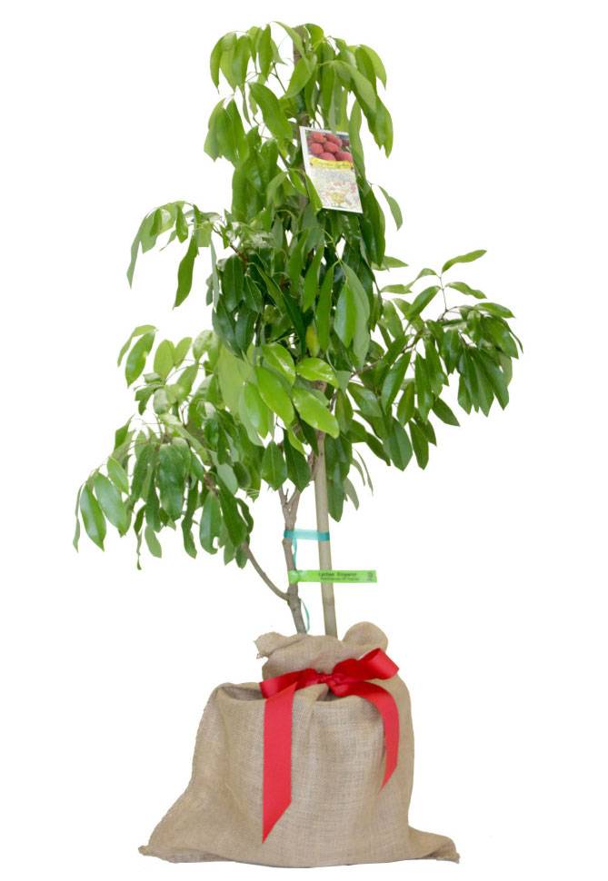 thumbnail image 2 of Live Lychee Tree – Mauritius Air Layered – 3-4ft Tall – Sweet Red Fruit – Ships To CA & PR 2 of 5