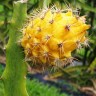 Yellow Dragon fruit plant