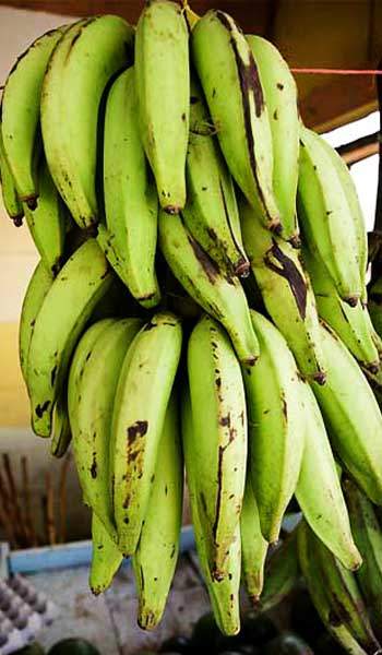 plantain tree vs banana tree