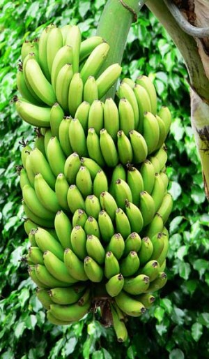 Plantain Banana