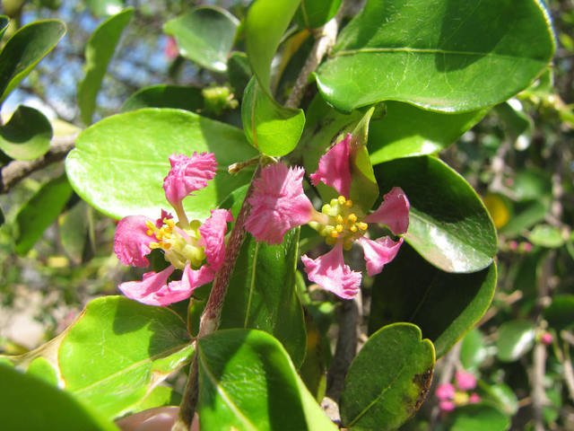 Barbados Cherry/Aceorla/Guyana Cherry Tree Barbados Cherry/Aceorla/Guyana Cherry Tree