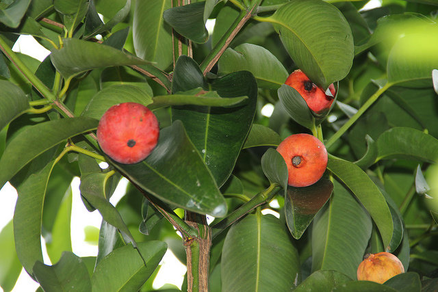 Seashore Mangosteen