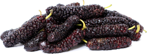 Mulberry Tree Pakistan Variety