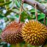 Durian Fruit on the tree