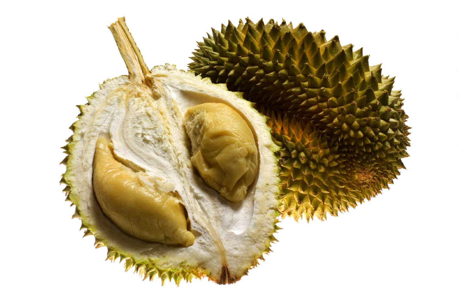 Durian Tree
