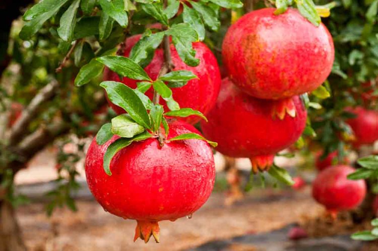 Pomegranate Big Red Variety Pomegranate Big Red Variety