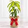 Mango Tree Rapoza (Raposa) Dwarf Varierty Grafted