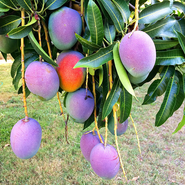 Mango Tree Carrie Grafted 3 Gal 10" Pot Mangifera indica Live Tropical 