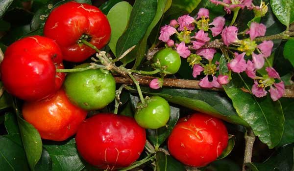 Barbados Cherry Fruit