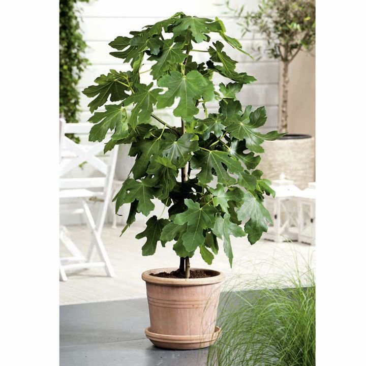 Brown Turkey Fig Tree Brown Turkey Fig Tree