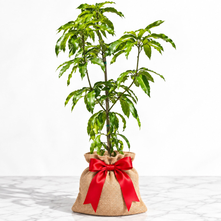 Mango Tree Fruit Punch Varierty Grafted
