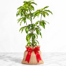 Mango Tree Fruit Punch Varierty Grafted Mango Tree Fruit Punch Varierty Grafted