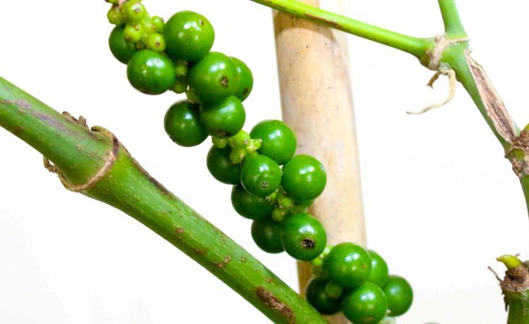 Black Pepper Pods Black Pepper Pods