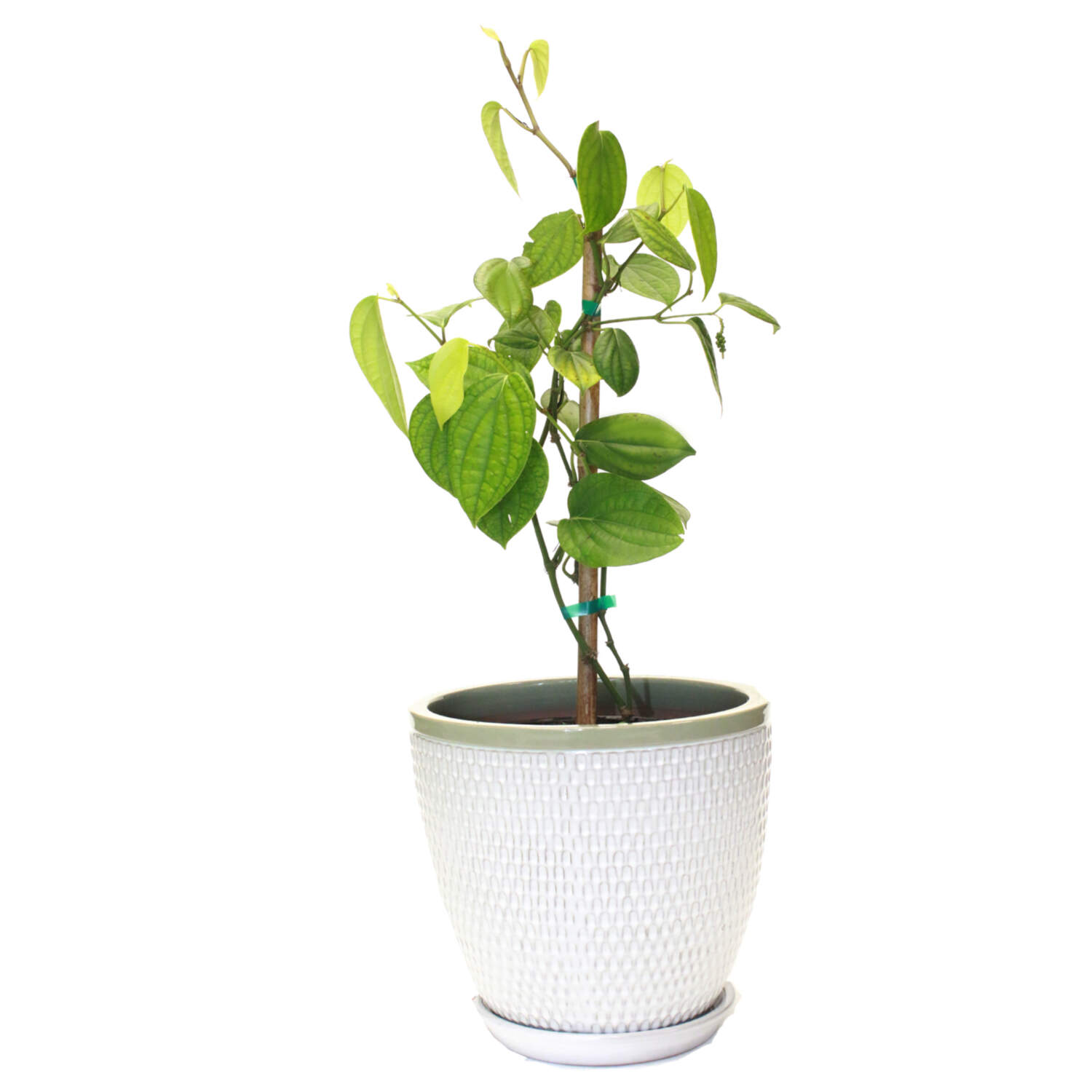 Black Pepper Vine
