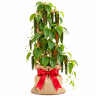 Black Pepper Vine