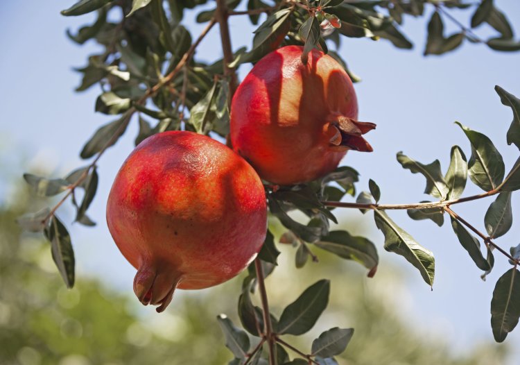 Pomegranate WonderFul Variety Pomegranate WonderFul Variety